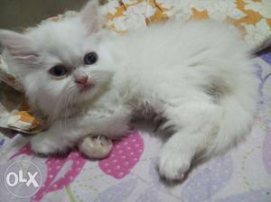 Pure white Persian kitten with blue eyes.