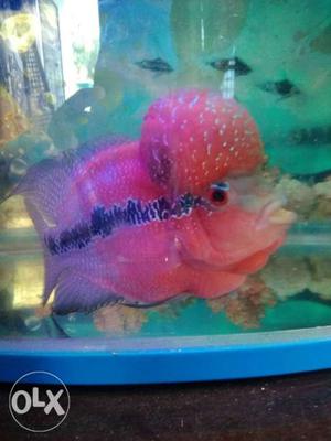 Quality Flowerhorn fish for sale.