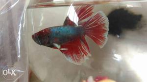 Red And Blue Betta Fish
