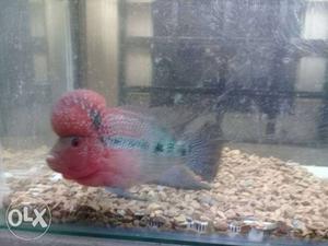 Red And Silver Flowerhorn Cichlid
