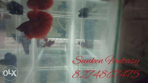 Red HalfMoon Betta Fish up for sell. Healthy and