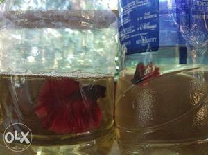 Red betta fish pair