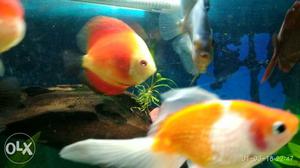 Red doll discus fish