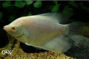 Red eye Albino giant gourami fish - /-