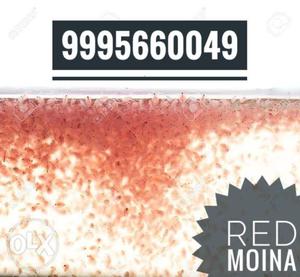Red moina good quality