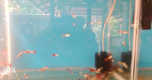 Red tail guppy pair 40