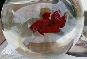 Red tiger koi plakat betta imported