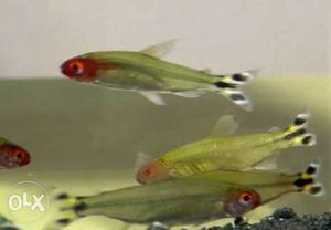 Seven Rummy Nose tetra fish for 200. schooling
