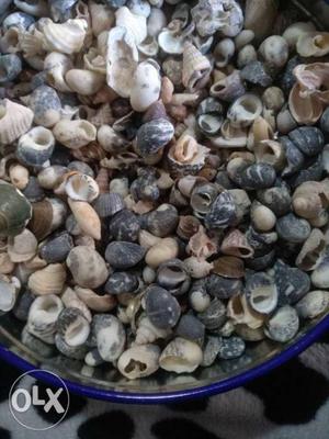 Shells for sale