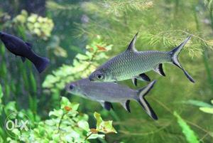 Silver black fish