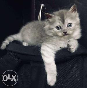 Silver (grey) Persian kitten, toilet trained