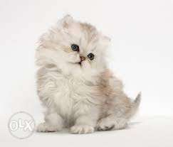 So cute pure Persian kitten for sale in all