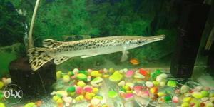 Spotted gar.. 10 inch, very active and lives on