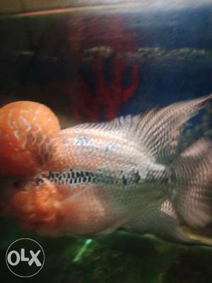 Srd flowerhorn for sale,if anyone interested plz contact to