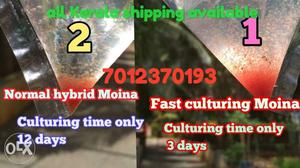 Super hybrid Moina culture guppys and bettas best live food