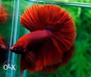 Super red halfmoon betta fish