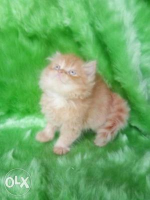 The Golden beautiful kitten cash on delivery all