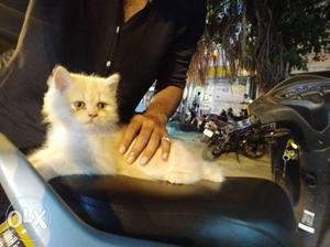 The Persian Cat... Baby Cat