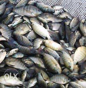 Thilapia seeds available