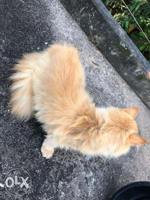 Three month punch male original persian cat for