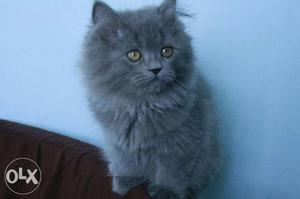 Triple Coat Persian Cat for Sale. Message for