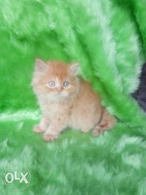 Triple coated Persian kitten cash on delivery