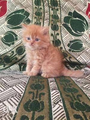 Triple coated Persian kitten cash on delivery sale