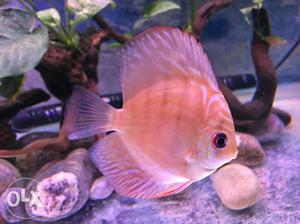 Two healthy high fin discus for sell