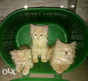 Two months old persion kittens  each price