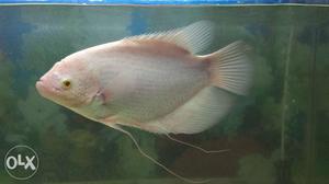Urgent sale Giant gourami 12 inch only