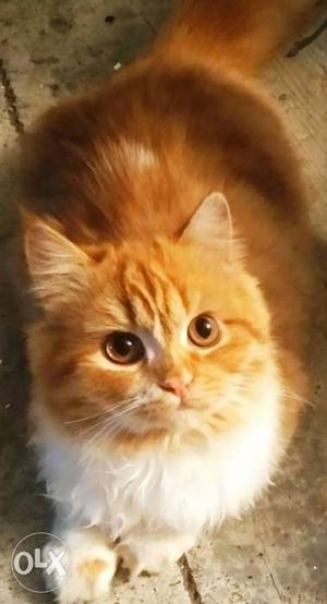 Very cute and lively persian cat golden eyes litter trained