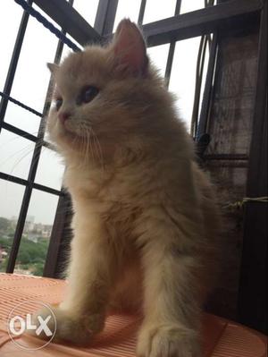 Very cute bicolored persian kitten at lowest prize