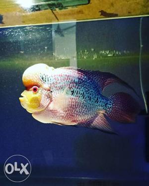 Want to sell ma flowerhorn 8inch size Full