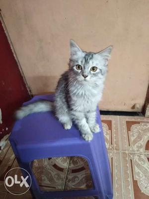 Want to sell my pure Persian female kitten doll