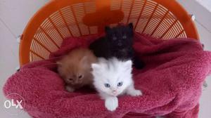 White And Black Short-fur Kittens