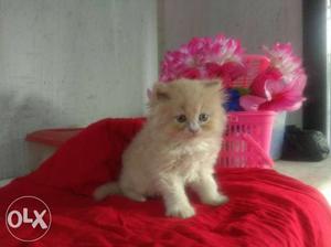 White And Pink Cat Plush Toy