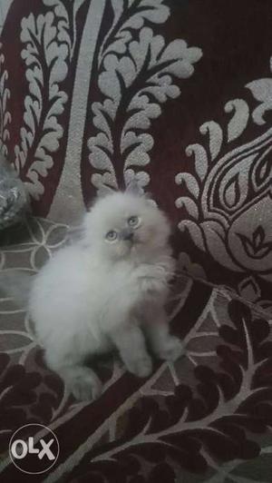 White Himalayan Kitten