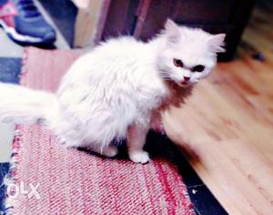 White Persian male beautiful with good hair 8 months old