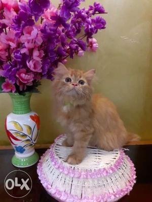White and brown flurry persian kittens available