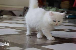 White blue kitten ready to go new home