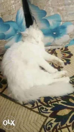 White cat in hyderabad