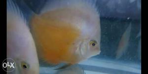 White face yellow discus 4 inch available