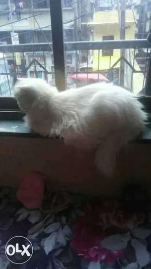 White female cat available for sale she 16 month
