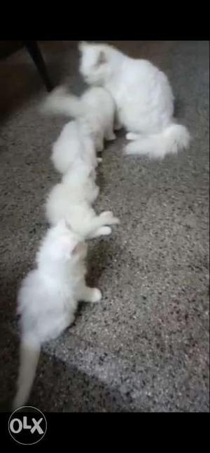 White persion kitten