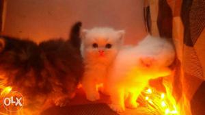 White tabby Kitten available