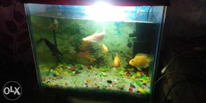  inch aquarium with sobo filter 2 yellow