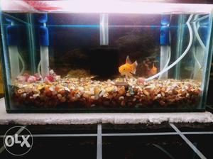  inch aquarium with two motors two fish