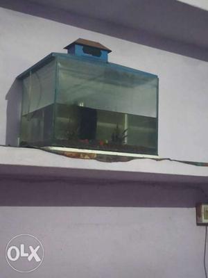Aquarium with filter and stons and two artificial