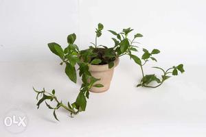 Bhringaraj live plant with pot - Actual pictures