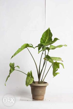 Big Syngonium live plant with planter - actual pic